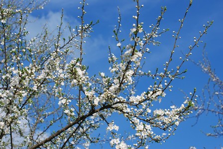 pomlad