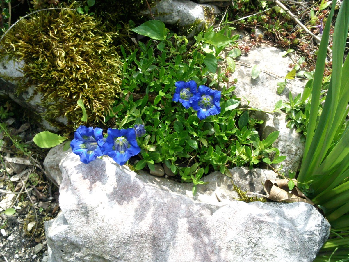 modra zvedavost na trdni skali